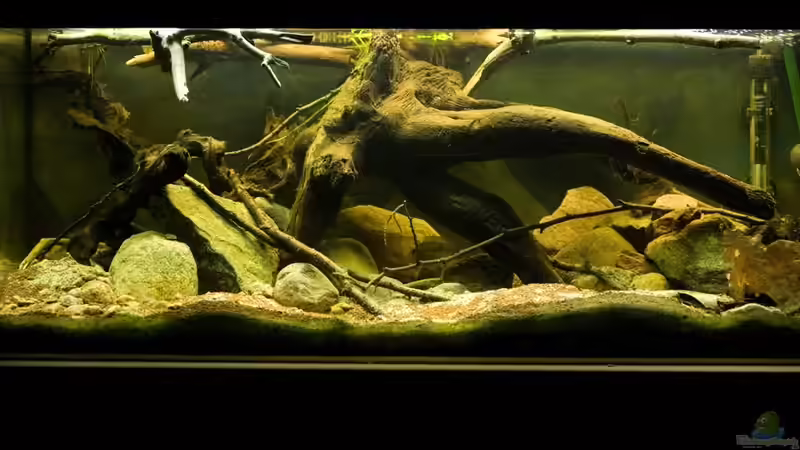 Aquarium Tabasco Fischland von Benjamin Hamann (6)