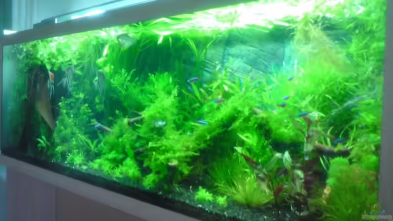 Aquarium Tägliche inspiration von Der Harzer. (10)