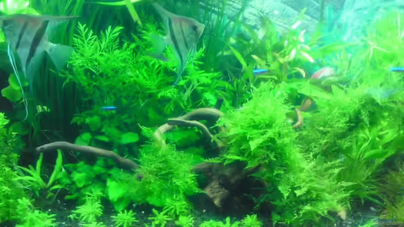 Aquarium Tägliche inspiration von Der Harzer. (2)