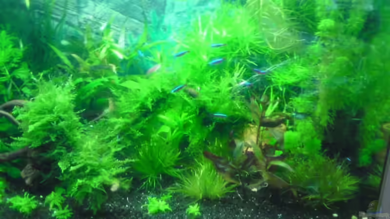 Aquarium Tägliche inspiration von Der Harzer. (3)