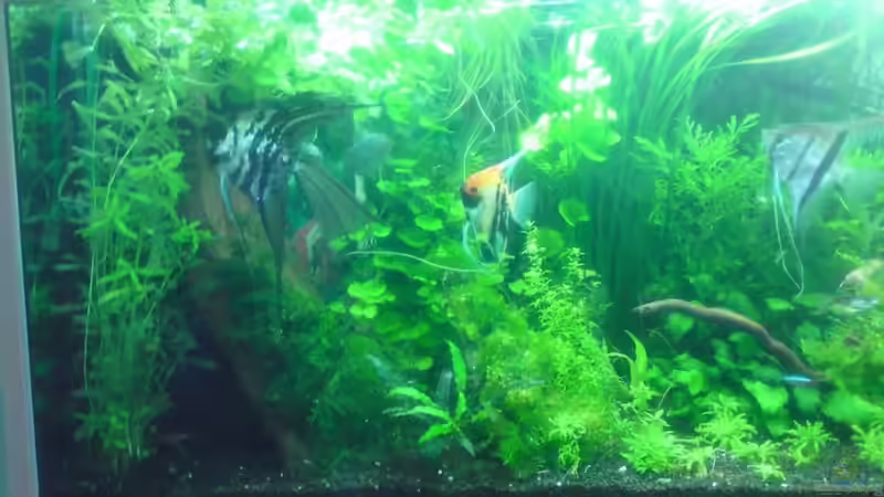 Aquarium Tägliche inspiration von Der Harzer. (4)