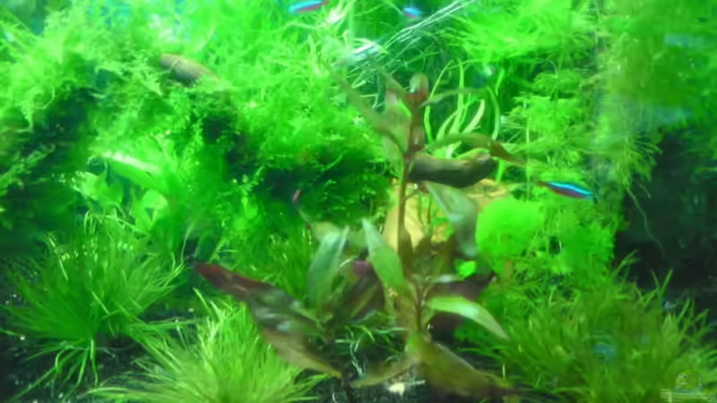 Aquarium Tägliche inspiration von Der Harzer. (6)