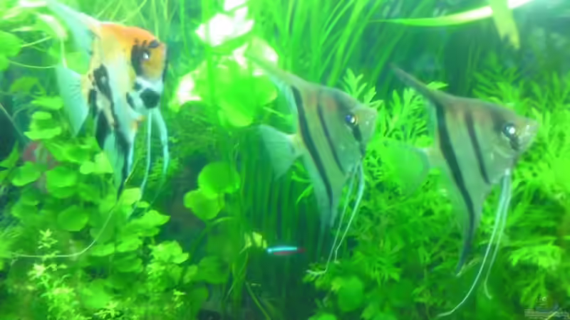 Aquarium Tägliche inspiration von Der Harzer. (7)