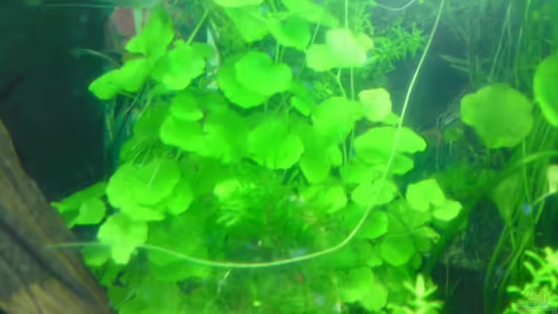 Aquarium Tägliche inspiration von Der Harzer. (8)