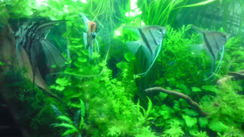 Aquarium Tägliche inspiration von Der Harzer. (9)