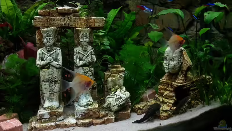 Aquarium Tal der Könige von Sascha Mayr (6)