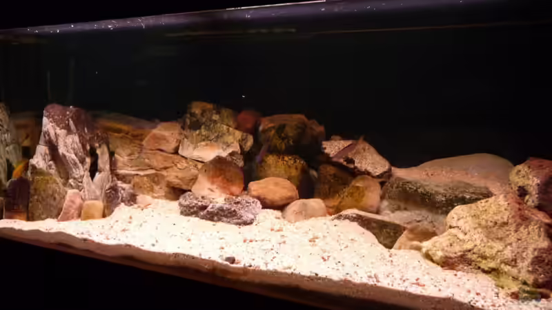 Aquarium Tanga-Arena (aufgelöst) von carkl (2)