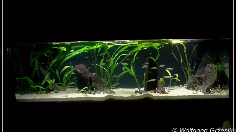 Aquarium Tanganjican horizon von wolf87 (2)