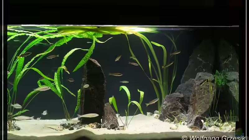 Aquarium Tanganjican horizon von wolf87 (3)