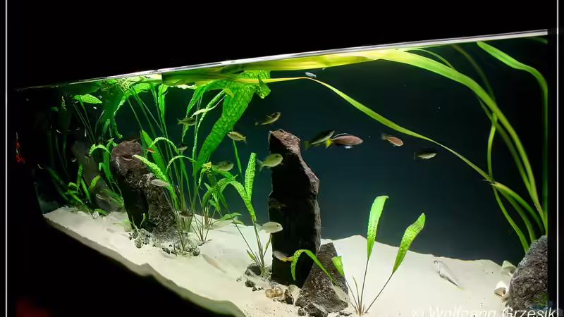 Aquarium Tanganjican horizon von wolf87 (4)