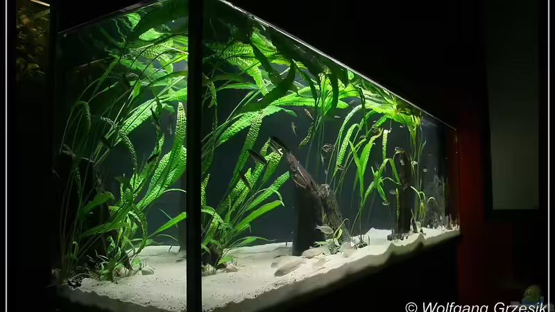 Aquarium Tanganjican horizon von wolf87 (5)