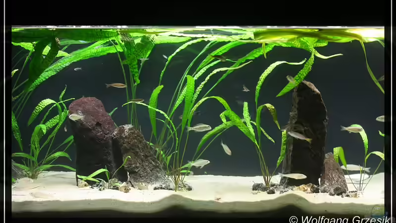 Aquarium Tanganjican horizon von wolf87 (6)
