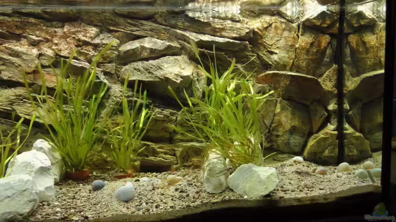 Aquarium Tanganjika 240 l von Landygeier (2)