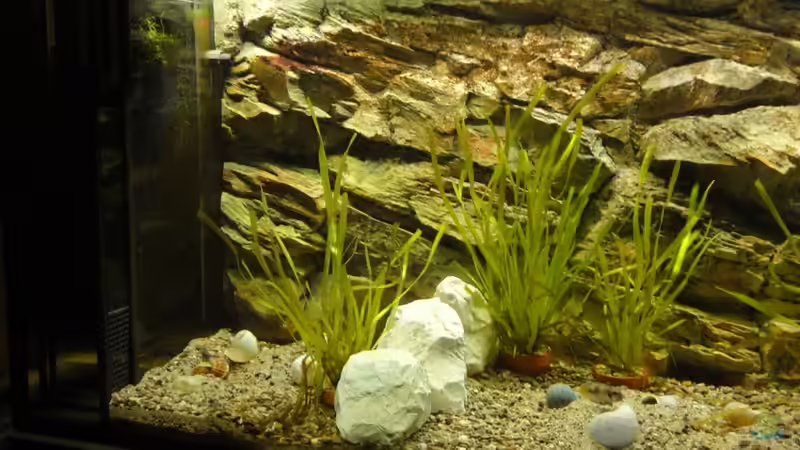 Aquarium Tanganjika 240 l von Landygeier (3)