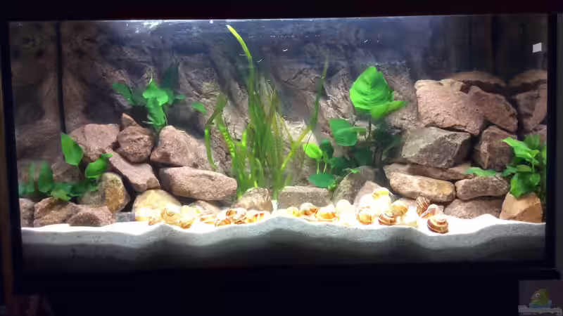 Aquarium Tanganjika am Main von Olaf Schrems (2)