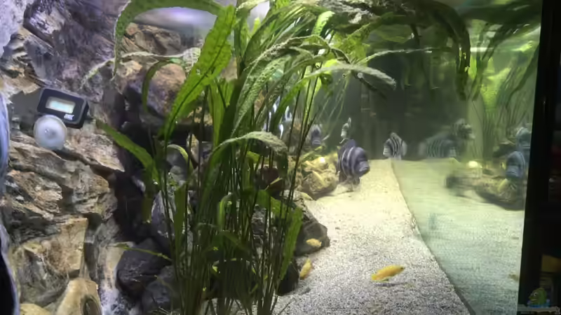 Aquarium Tanganjika Aquarium nur noch Beispiel von Kamikaze306 (3)