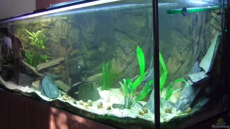 Aquarium Tanganjika (aufgelöst) von Padrona (3)