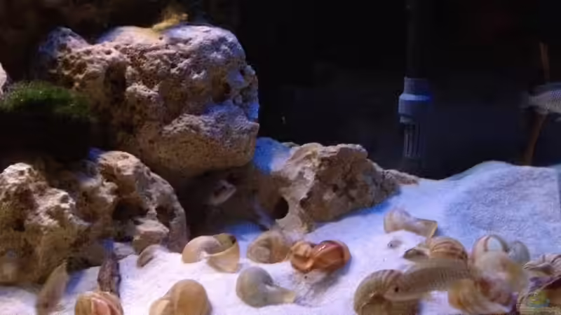 Aquarium Tanganjika Becken (nur noch als Beispiel) von similis (11)