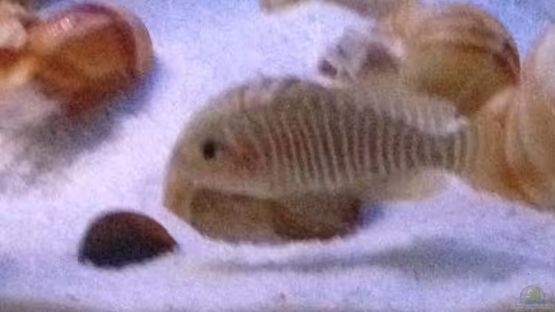 Aquarium Tanganjika Becken (nur noch als Beispiel) von similis (12)