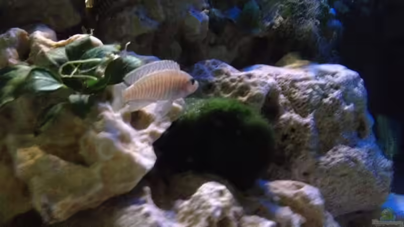 Aquarium Tanganjika Becken (nur noch als Beispiel) von similis (13)