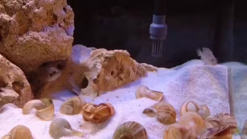 Aquarium Tanganjika Becken (nur noch als Beispiel) von similis (14)