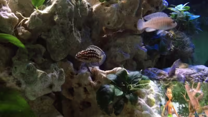 Aquarium Tanganjika Becken (nur noch als Beispiel) von similis (15)