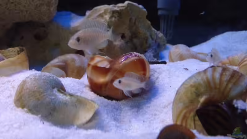 Aquarium Tanganjika Becken (nur noch als Beispiel) von similis (16)