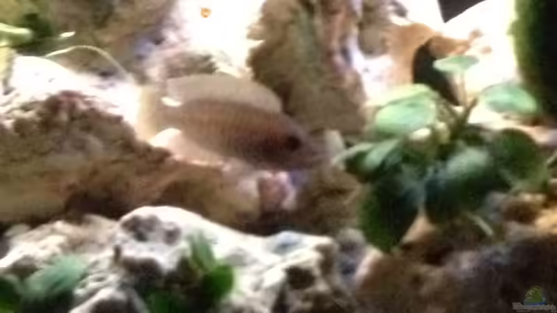 Aquarium Tanganjika Becken (nur noch als Beispiel) von similis (17)