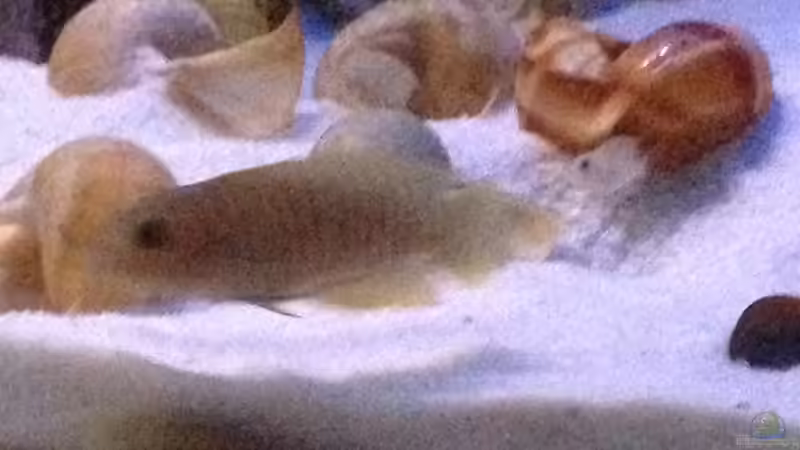 Aquarium Tanganjika Becken (nur noch als Beispiel) von similis (18)