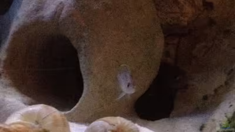 Aquarium Tanganjika Becken (nur noch als Beispiel) von similis (19)