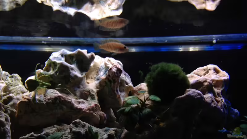 Aquarium Tanganjika Becken (nur noch als Beispiel) von similis (20)