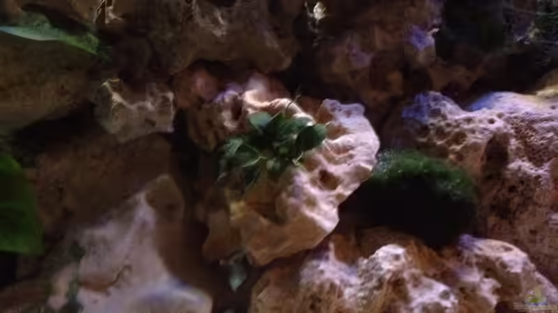 Aquarium Tanganjika Becken (nur noch als Beispiel) von similis (21)