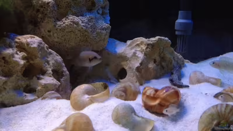 Aquarium Tanganjika Becken (nur noch als Beispiel) von similis (5)