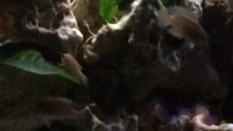 Aquarium Tanganjika Becken (nur noch als Beispiel) von similis (7)