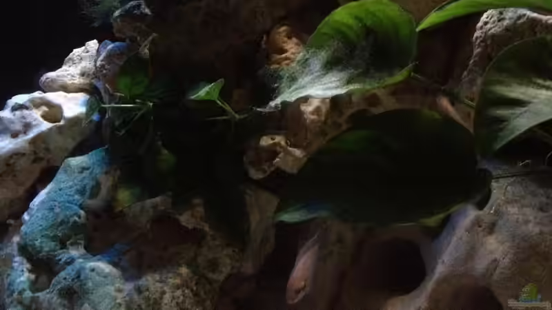 Aquarium Tanganjika Becken (nur noch als Beispiel) von similis (9)
