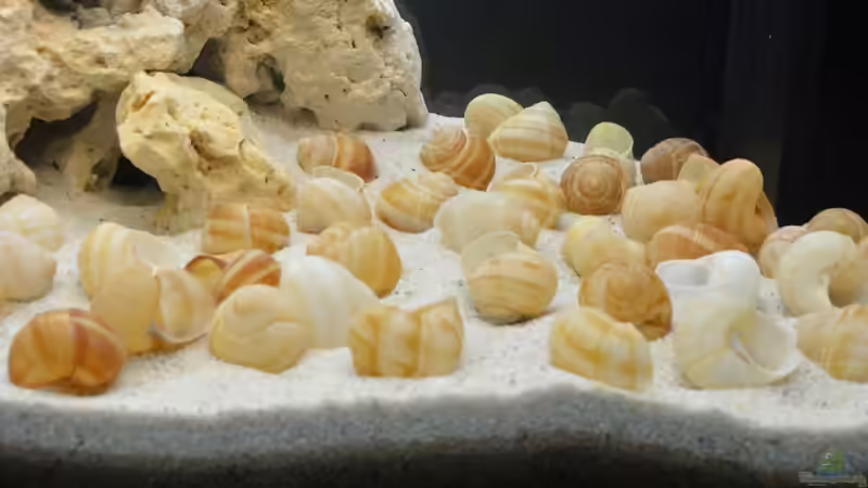 Aquarium Tanganjika Becken von hauke (2)