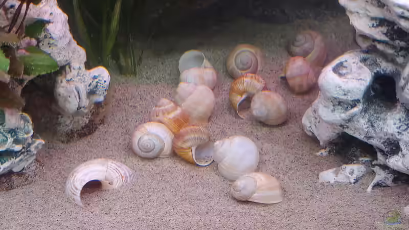 Aquarium Tanganjika-Becken von Shayla (11)