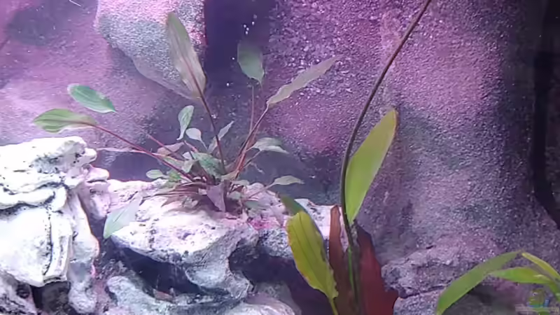 Aquarium Tanganjika-Becken von Shayla (7)