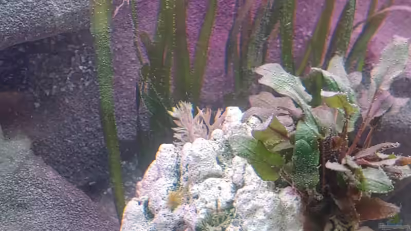 Aquarium Tanganjika-Becken von Shayla (8)