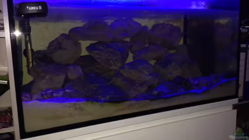Aquarium Tanganjika Becken von tobsen (4)