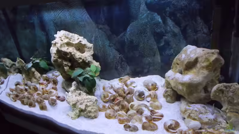 Aquarium Tanganjika Buddelzwerge von matze81 (2)