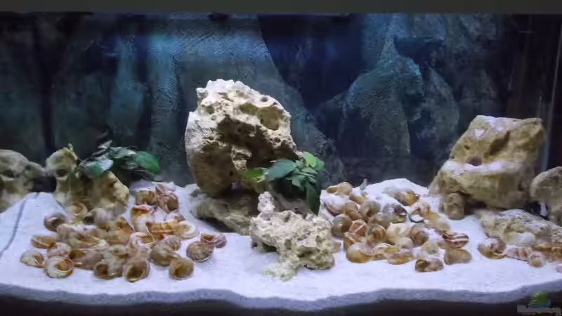 Aquarium Tanganjika Buddelzwerge von matze81 (3)