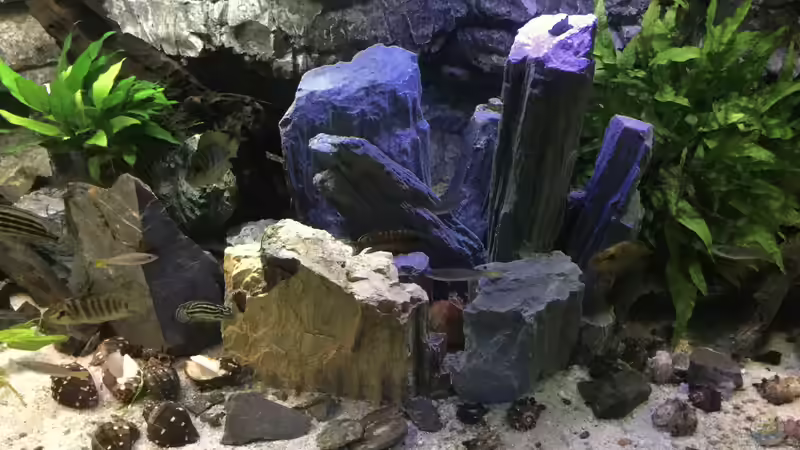 Aquarium Tanganjika Cavern von Steffi66 (2)