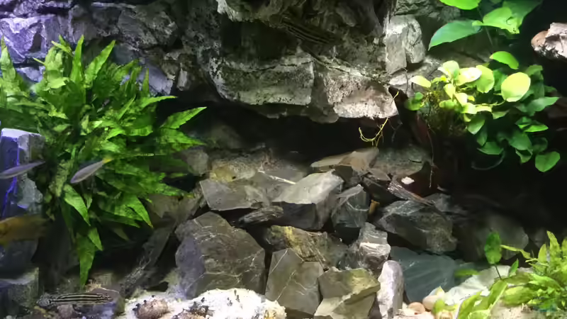 Aquarium Tanganjika Cavern von Steffi66 (5)