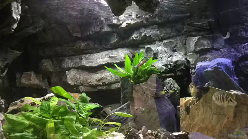 Aquarium Tanganjika Cavern von Steffi66 (6)