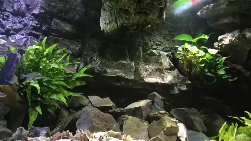 Aquarium Tanganjika Cavern von Steffi66 (7)