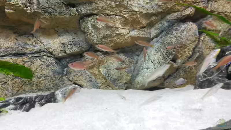 Aquarium Tanganjika Cichlid Family von spriggina (14)