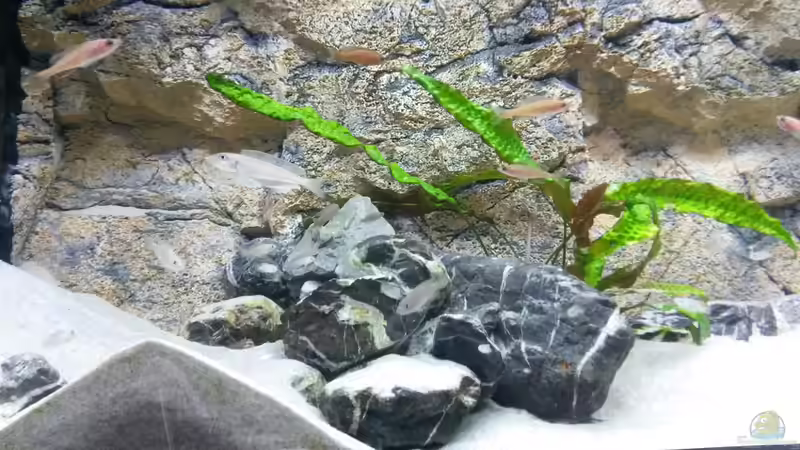 Aquarium Tanganjika Cichlid Family von spriggina (15)