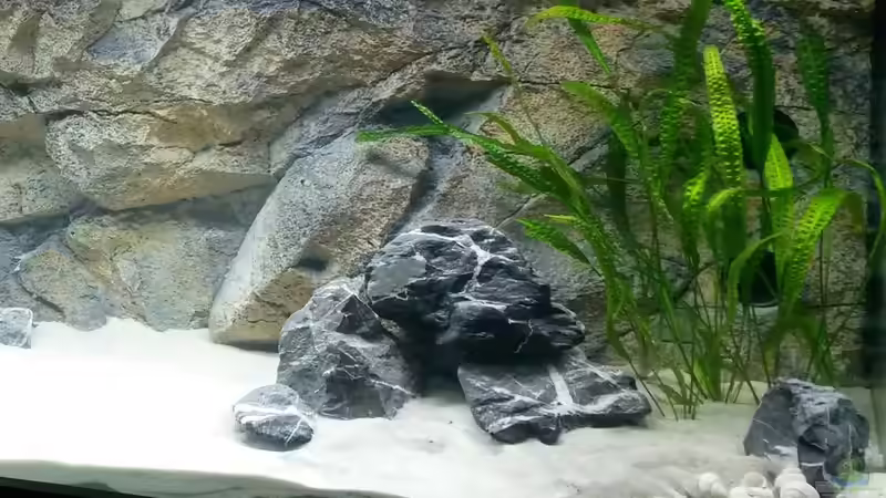 Aquarium Tanganjika Cichlid Family von spriggina (2)