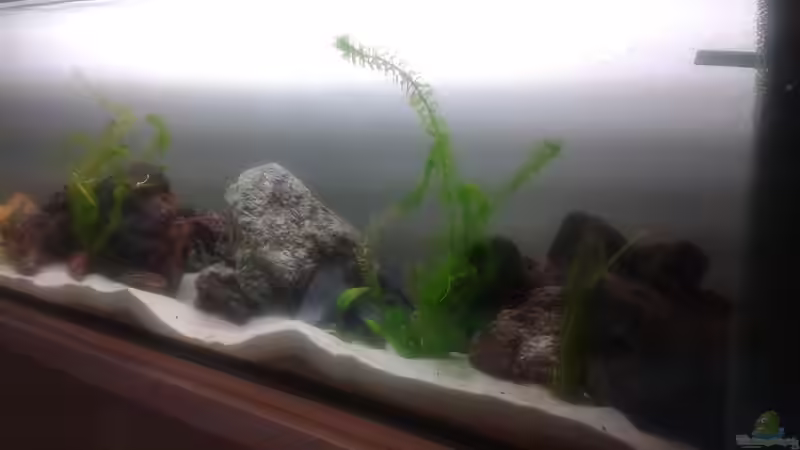 Aquarium Tanganjika-Cliffside von Akula (2)